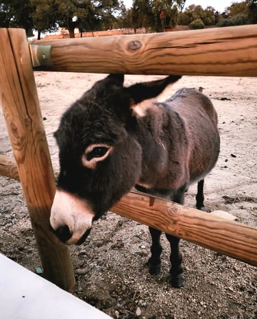 âne miniature demandant des caresses