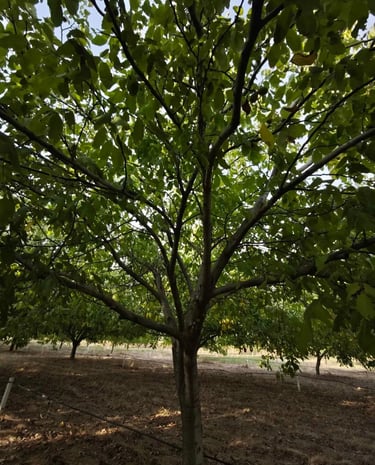 Porodična plantaža oraha u Srbiji