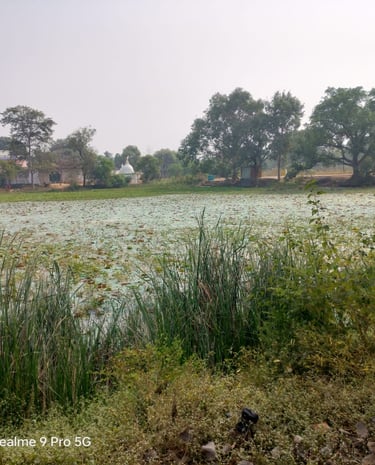pond