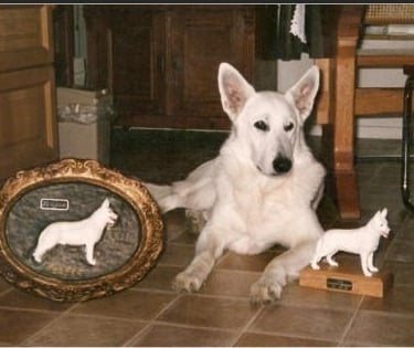 Historique du berger blanc suisse white shepherd Hoofprint Ocan