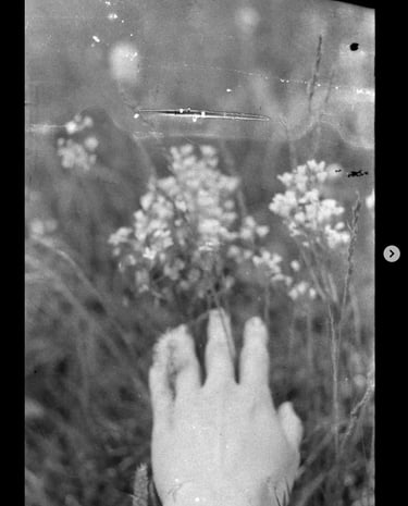 A hand gently reaching out, touching natures blossoming bounty