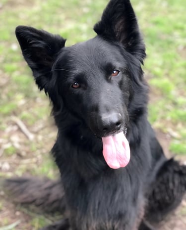 A long-haired black German Shepherd sitting outside with its tongue out.