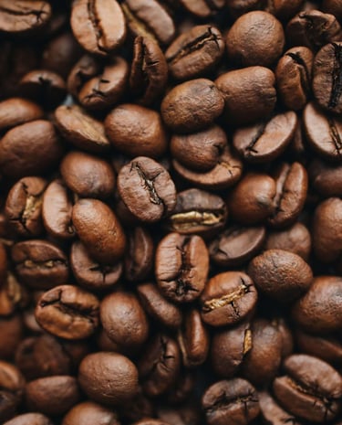 fresh nilgiris coffee bean directly from farmer 