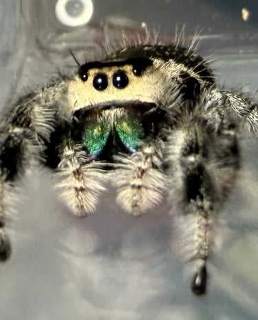 Regal jumping spider