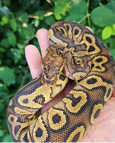 Reptiles