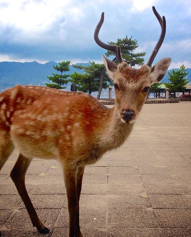 A wild Sika deer with antlers stands in a paved square at Miyajima Island, Japan.