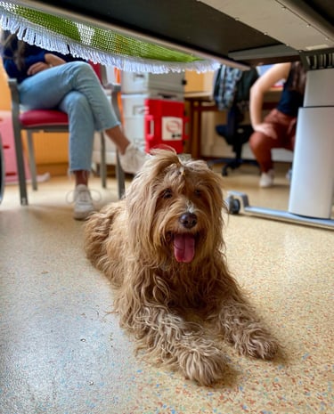 chien très sage, couché sous une table