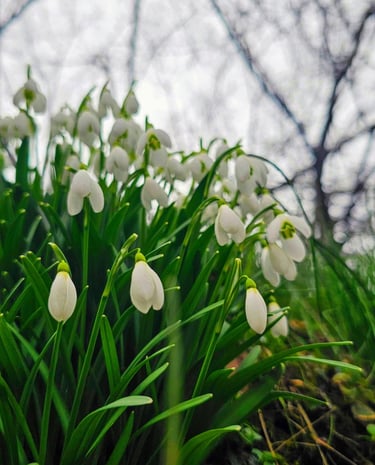 a bunch of white flowers that are growing in the grass