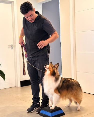 Adestrando um Shetland Sheepdog obediencia adestramento