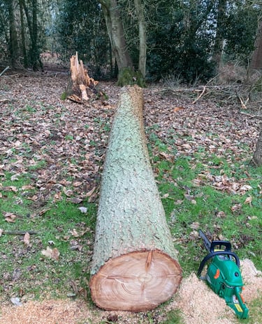 Storm damaged tree cut up and removed