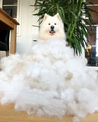 Samoyed puppies for sale in Toronto