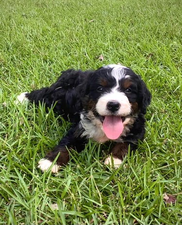 Happy Bernedoodle puppy