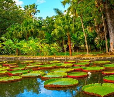 Sir Seewoosagur Ramgoolam Botanical Garden