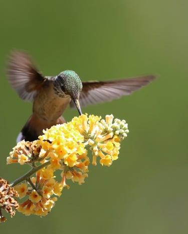 colibrí polinizando una flor
