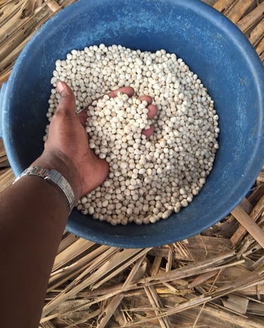 Organic moringa seeds from Euphoric Foods