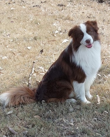 chocolate border collie
