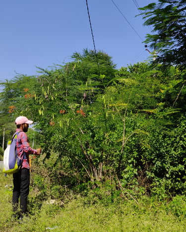 Forest research project and survey in Rajasthan, India by Pukaar and Bhuvnesh Ojha