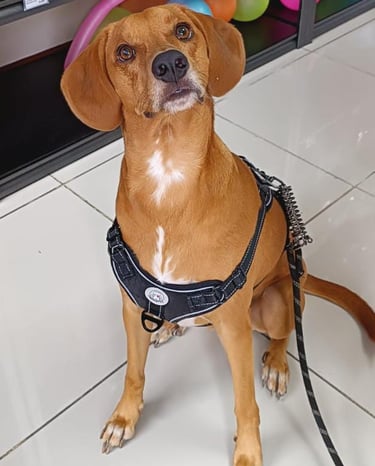 Este perrito espera con ansias un rico y saludable alimento