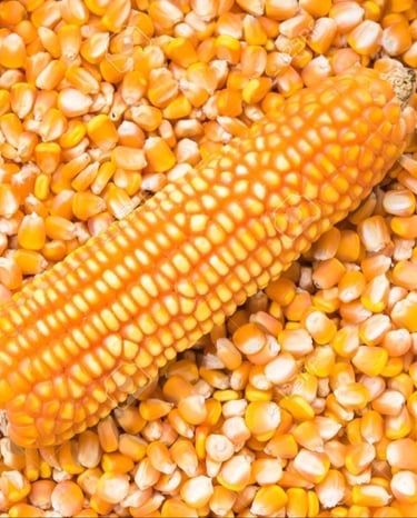 Corn Kernel