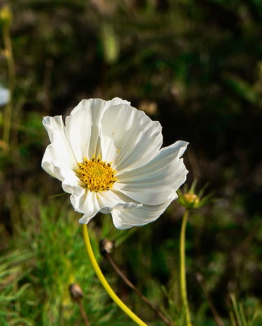 reportage photo fleurs, campagnes, Sarthe, Anjou