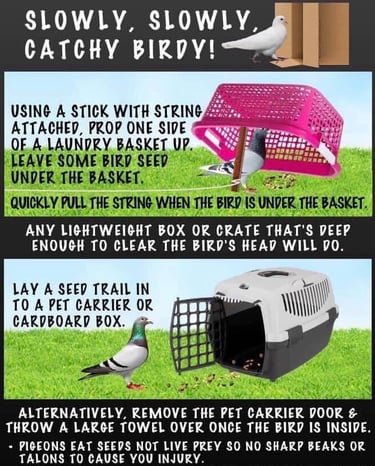image showing various ways to catch a pigeon in need of rescuing