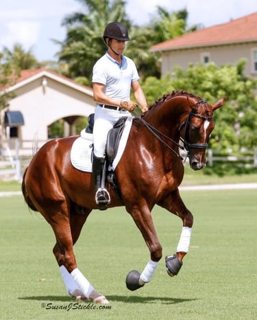 Rick Silvia with the Hannoverian Stallion,  Desperado 