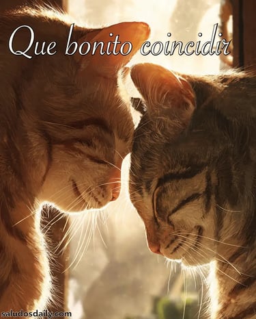 Dos gatos tocándose suavemente la frente cerca de una ventana iluminada por luz dorada de atardecer