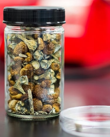 Dried psilocybin mushrooms stored in a clear glass jar with a black lid in a laboratory setting.