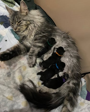 New Maine coon litter