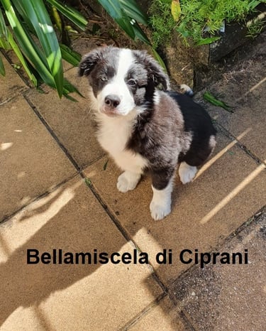 black and white border collie puppies 