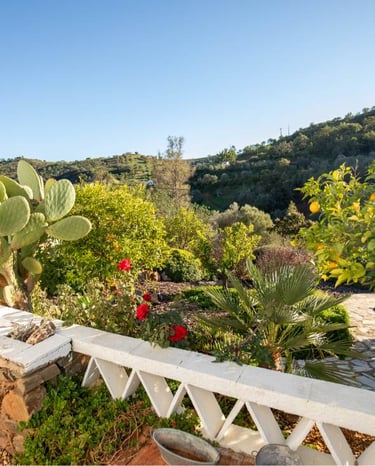 a view of a garden with a cactus plant in the foreground