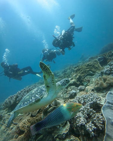 Scuba divers swimming near a green sea turtle and colorful tropical fish on a vibrant coral reef.