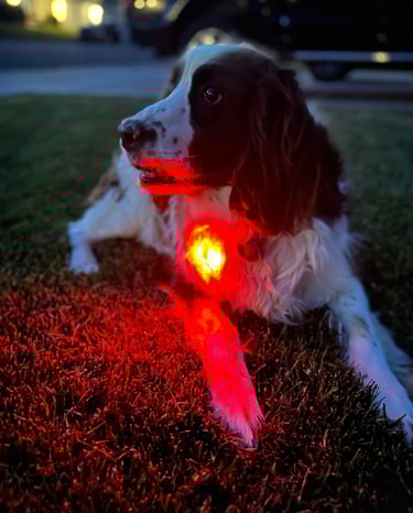 Pet Safety Light