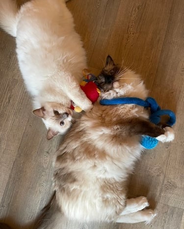 ragdoll en pension féline