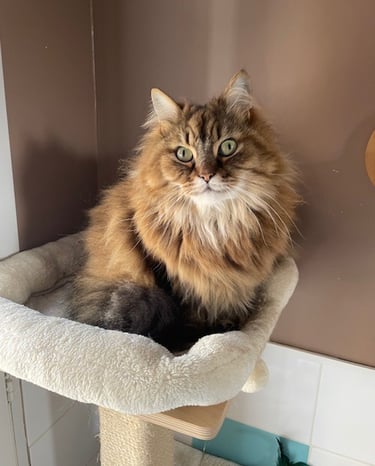 maine coon en pension féline