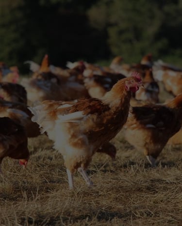 image volaille en plein air