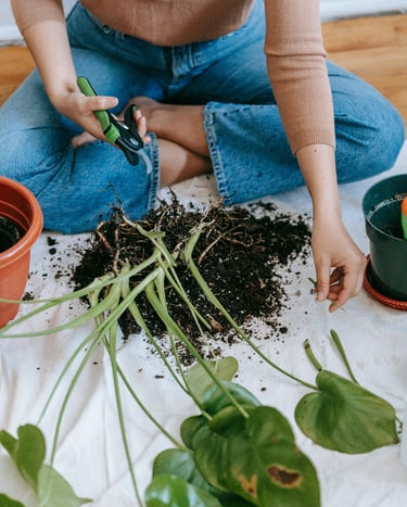 Houseplant roots being cut up