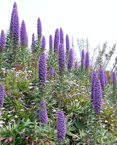 La puissance de l'Echium qui surgit de terre