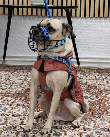 Hund mit individuell angefertigten Maulkorb