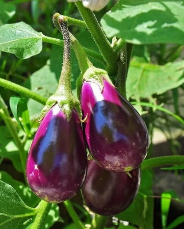 Aubergine 