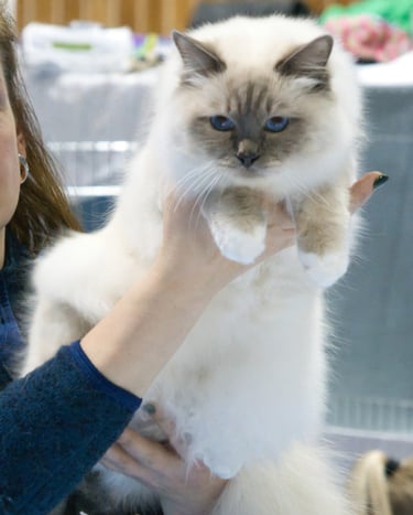 Blåmasket Hellig Birma | Junior Champion Kitten Champion (N) Kamahamas Lord Kimball