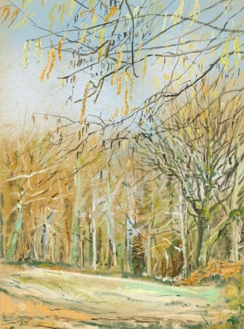 Digital drawing: Catkins in ancient woodland