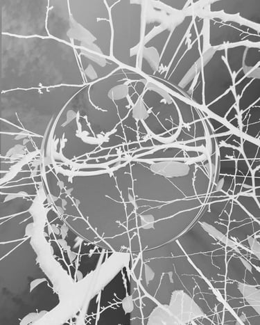 digital art, visual art, digital paintings, Joanna Wlaszyn