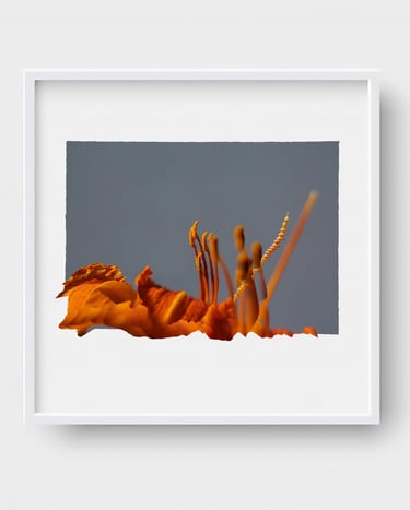 digital art, visual art, digital paintings, Joanna Wlaszyn