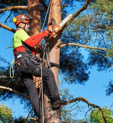 Tree Climber