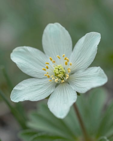 Macro photography of a delicate alpine flower in a North American meadow, with soft natural light highlighting the translucent petals. The color palette features light mint and sage green. Clean, professional artistic expression.