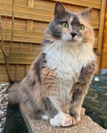 Katze auf Mauer - fluffy family