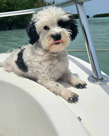 Cute dog on a boat in Porto Rico