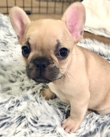 "französisch bulldoggen