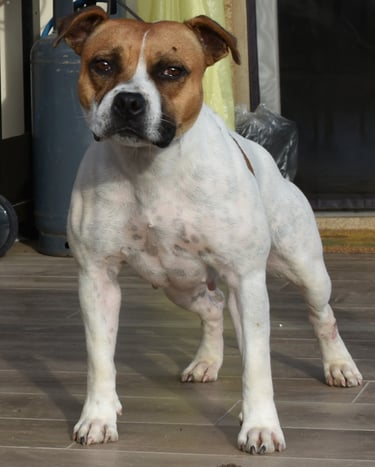 staffordshire bull terrier biaco rosso pezzato
